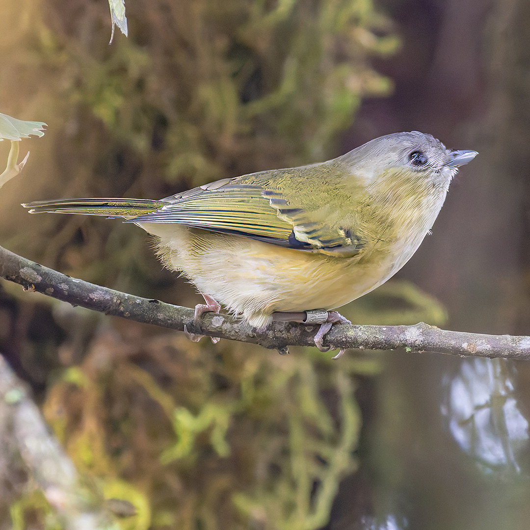 image Green Shrike-Babbler